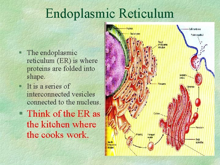 Endoplasmic Reticulum § The endoplasmic reticulum (ER) is where proteins are folded into shape.