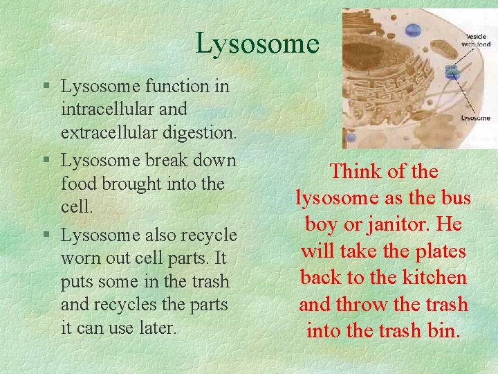 Lysosome § Lysosome function in intracellular and extracellular digestion. § Lysosome break down food