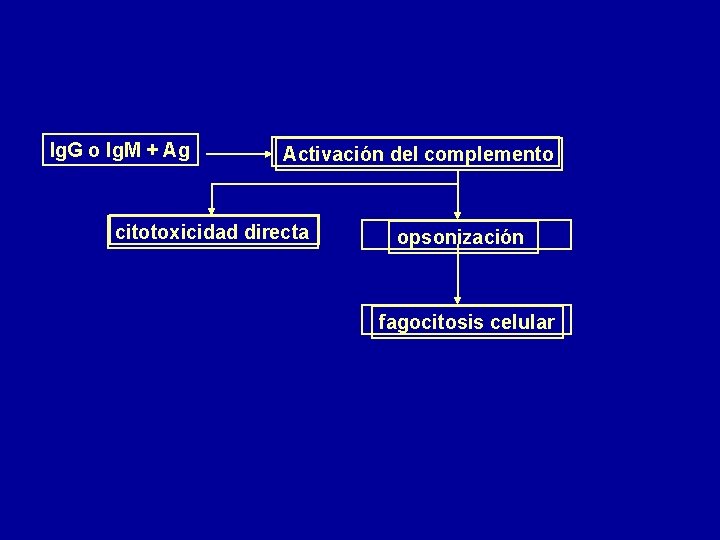 Ig. G o Ig. M + Ag Activación del complemento citotoxicidad directa opsonización fagocitosis