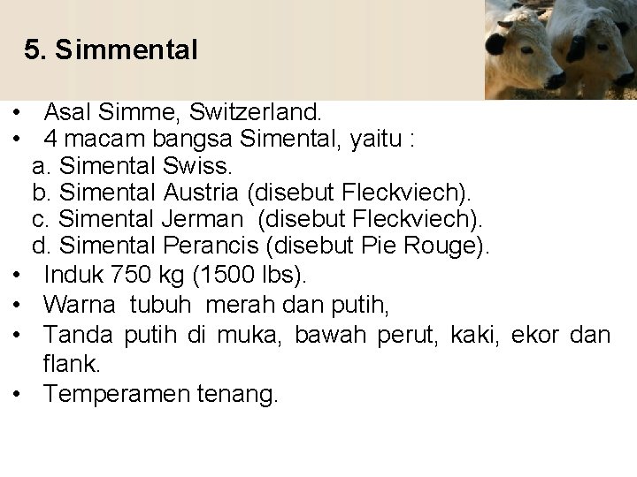5. Simmental • Asal Simme, Switzerland. • 4 macam bangsa Simental, yaitu : a.
