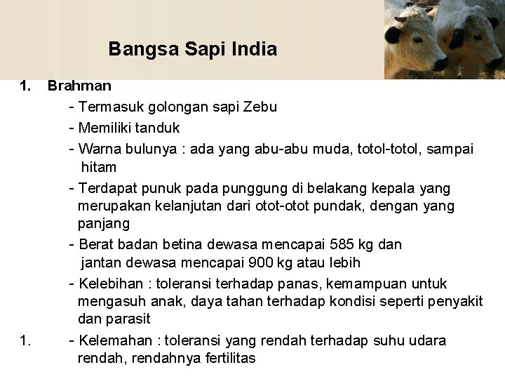 Bangsa Sapi India 1. Brahman - Termasuk golongan sapi Zebu - Memiliki tanduk -