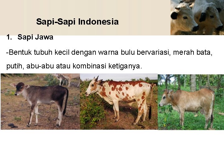 Sapi-Sapi Indonesia 1. Sapi Jawa -Bentuk tubuh kecil dengan warna bulu bervariasi, merah bata,