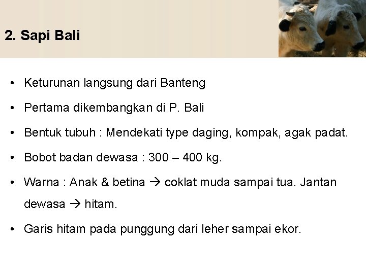 2. Sapi Bali • Keturunan langsung dari Banteng • Pertama dikembangkan di P. Bali