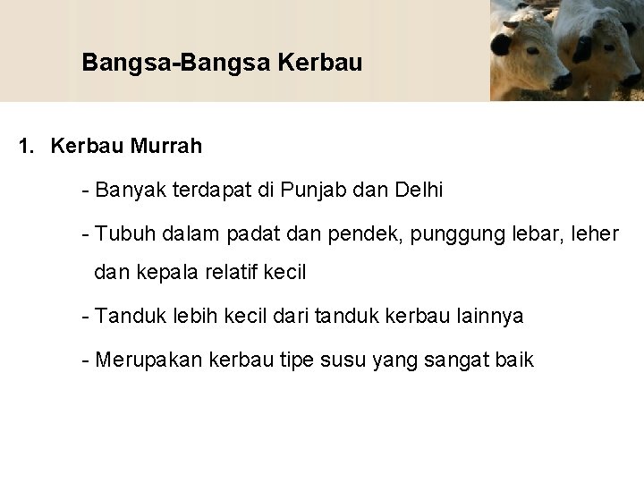 Bangsa-Bangsa Kerbau 1. Kerbau Murrah - Banyak terdapat di Punjab dan Delhi - Tubuh