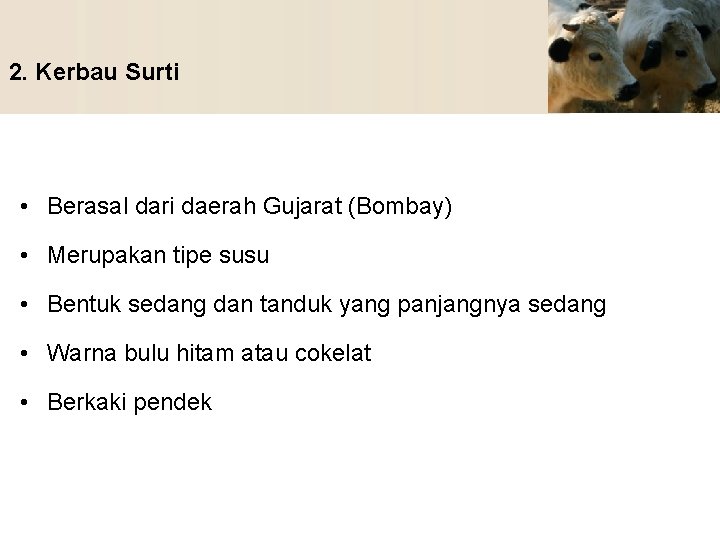 2. Kerbau Surti • Berasal dari daerah Gujarat (Bombay) • Merupakan tipe susu •