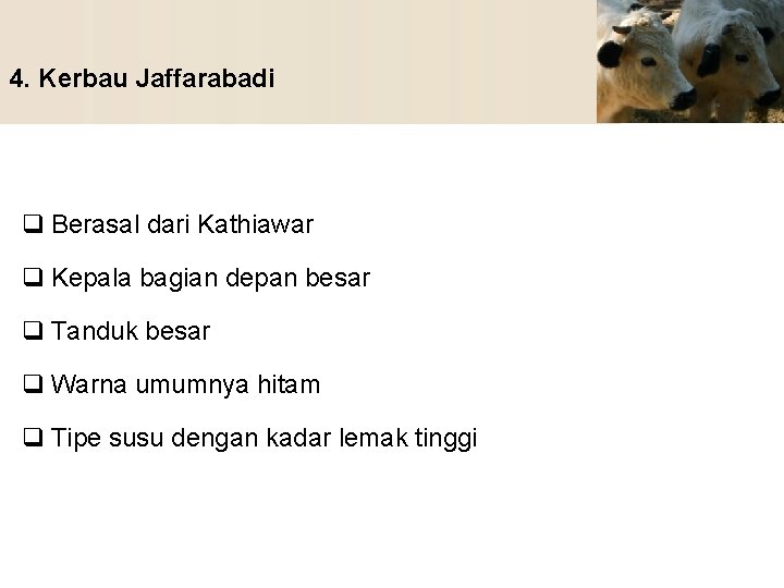 4. Kerbau Jaffarabadi q Berasal dari Kathiawar q Kepala bagian depan besar q Tanduk
