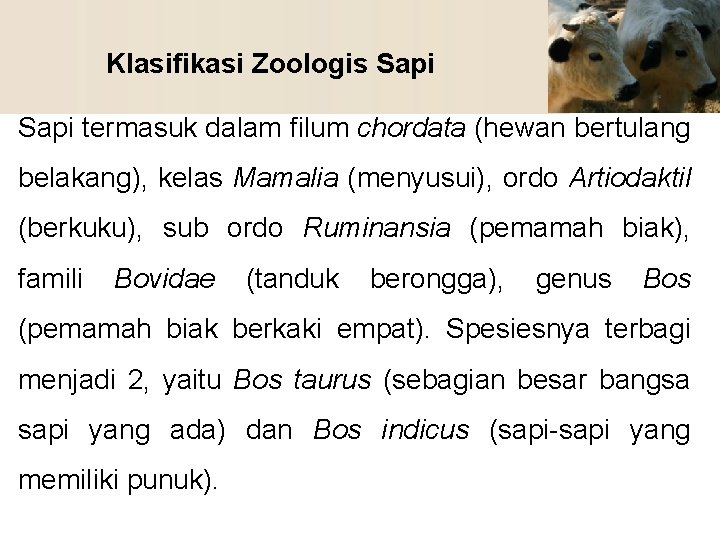 Klasifikasi Zoologis Sapi termasuk dalam filum chordata (hewan bertulang belakang), kelas Mamalia (menyusui), ordo