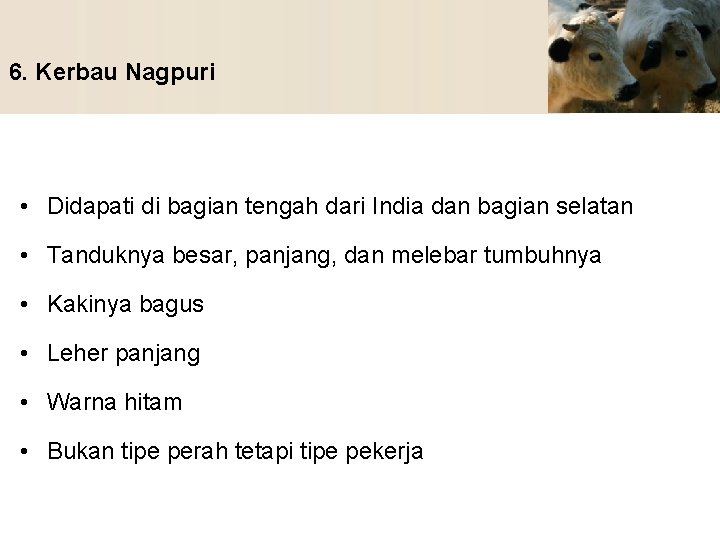 6. Kerbau Nagpuri • Didapati di bagian tengah dari India dan bagian selatan •