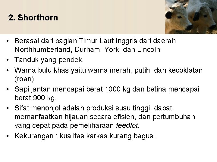 2. Shorthorn • Berasal dari bagian Timur Laut Inggris dari daerah Northhumberland, Durham, York,