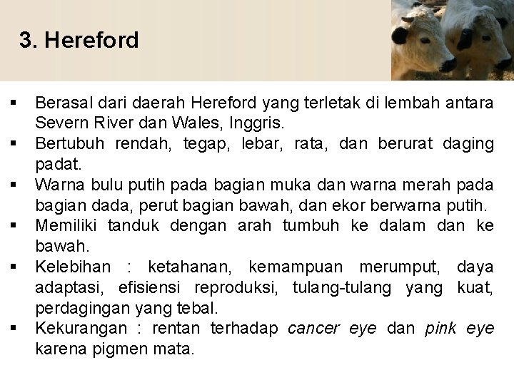 3. Hereford § § § Berasal dari daerah Hereford yang terletak di lembah antara