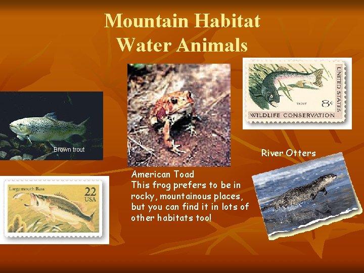 Mountain Habitat Water Animals River Otters Brown trout American Toad This frog prefers to