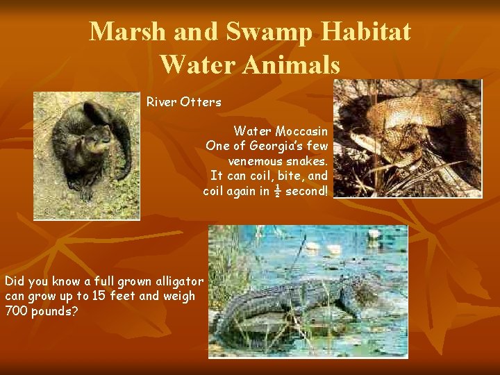 Marsh and Swamp Habitat Water Animals River Otters Water Moccasin One of Georgia’s few
