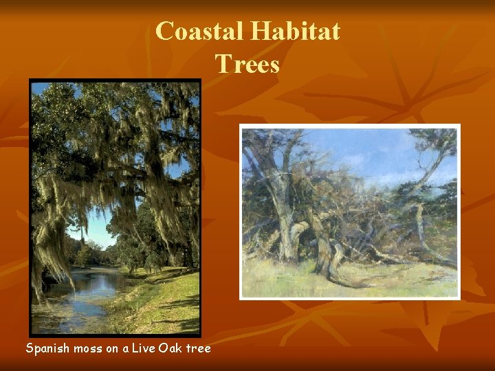Coastal Habitat Trees Spanish moss on a Live Oak tree 