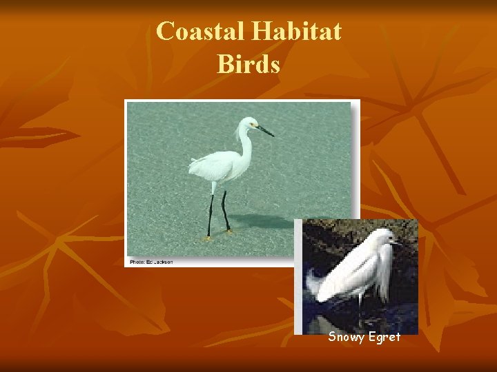 Coastal Habitat Birds Snowy Egret 