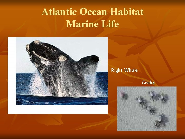 Atlantic Ocean Habitat Marine Life Right Whale Crabs 