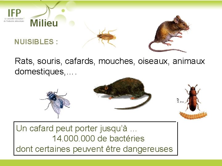  Milieu NUISIBLES : Rats, souris, cafards, mouches, oiseaux, animaux domestiques, …. Un cafard