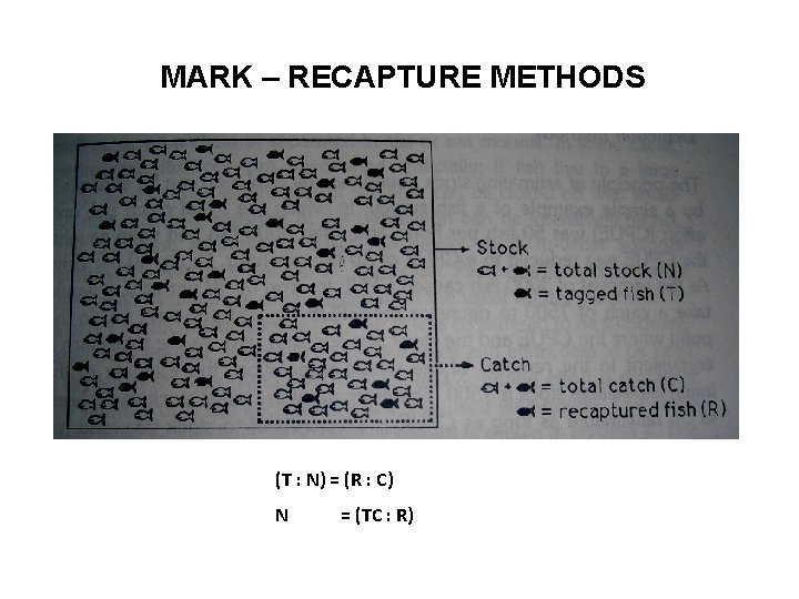 MARK – RECAPTURE METHODS (T : N) = (R : C) N = (TC