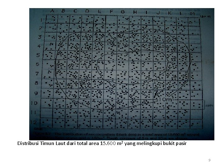 Contoh : Distribusi Timun Laut dari total area 15. 600 m 2 yang melingkupi