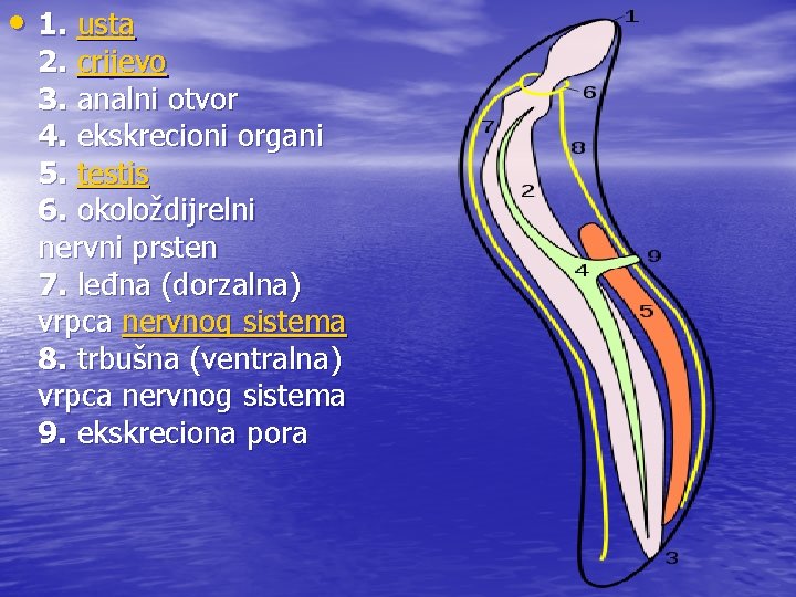  • 1. usta 2. crijevo 3. analni otvor 4. ekskrecioni organi 5. testis