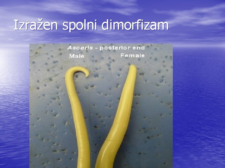 Izražen spolni dimorfizam 