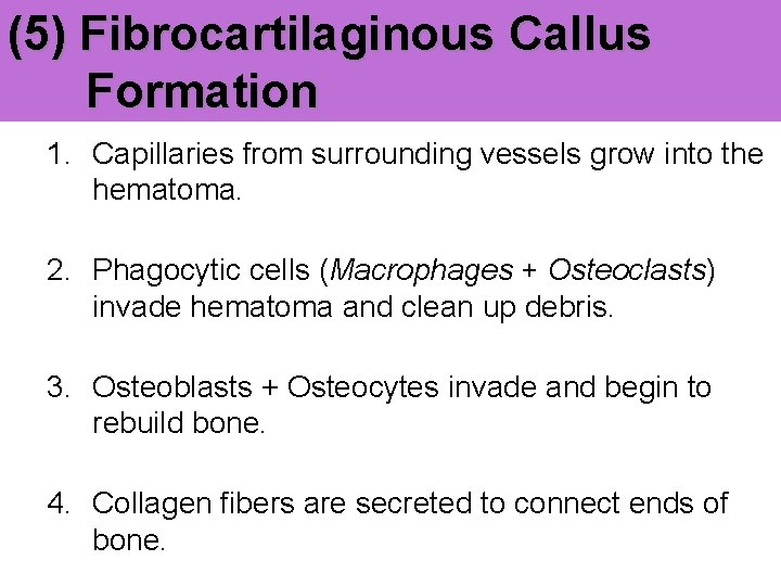 (5) Fibrocartilaginous Callus Formation 1. Capillaries from surrounding vessels grow into the hematoma. 2.