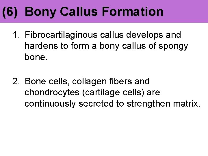 (6) Bony Callus Formation 1. Fibrocartilaginous callus develops and hardens to form a bony