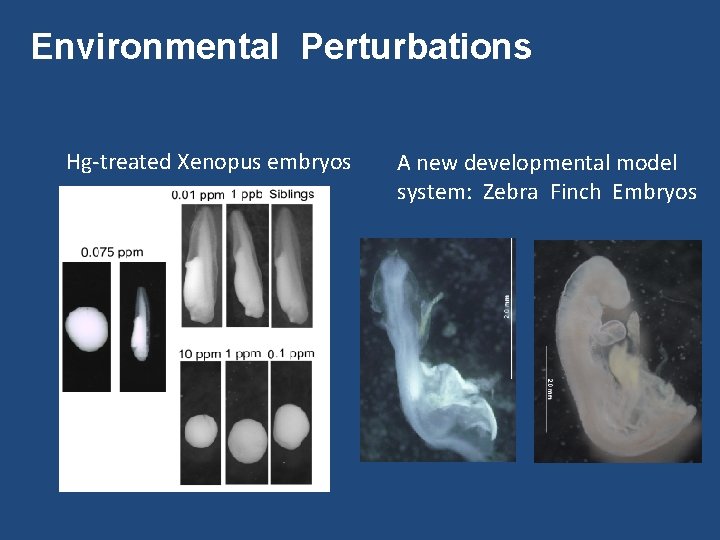 Environmental Perturbations Hg-treated Xenopus embryos A new developmental model system: Zebra Finch Embryos 