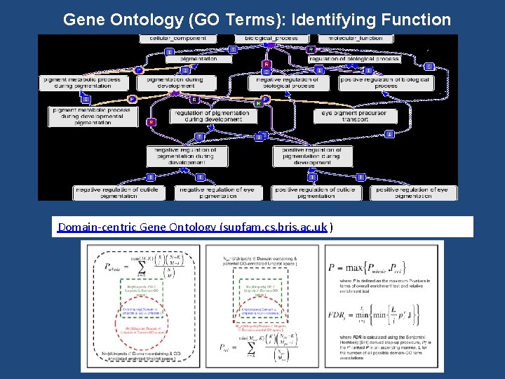 Gene Ontology (GO Terms): Identifying Function Domain-centric Gene Ontology (supfam. cs. bris. ac. uk