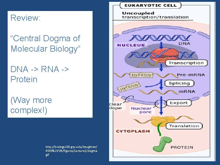 Review: “Central Dogma of Molecular Biology” DNA -> RNA -> Protein (Way more complex!)