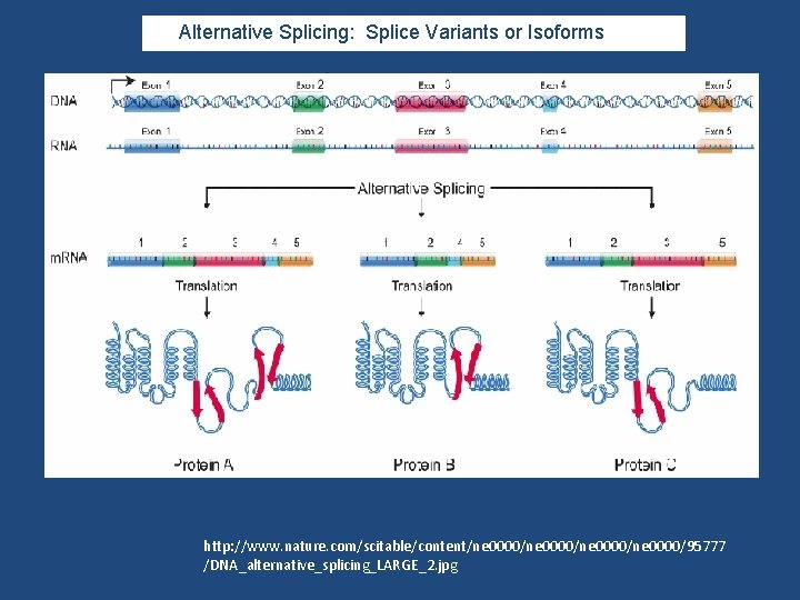  Alternative Splicing: Splice Variants or Isoforms http: //www. nature. com/scitable/content/ne 0000/ne 0000/95777 /DNA_alternative_splicing_LARGE_2.