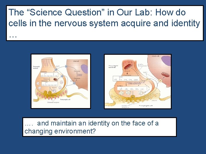 The “Science Question” in Our Lab: How do cells in the nervous system acquire