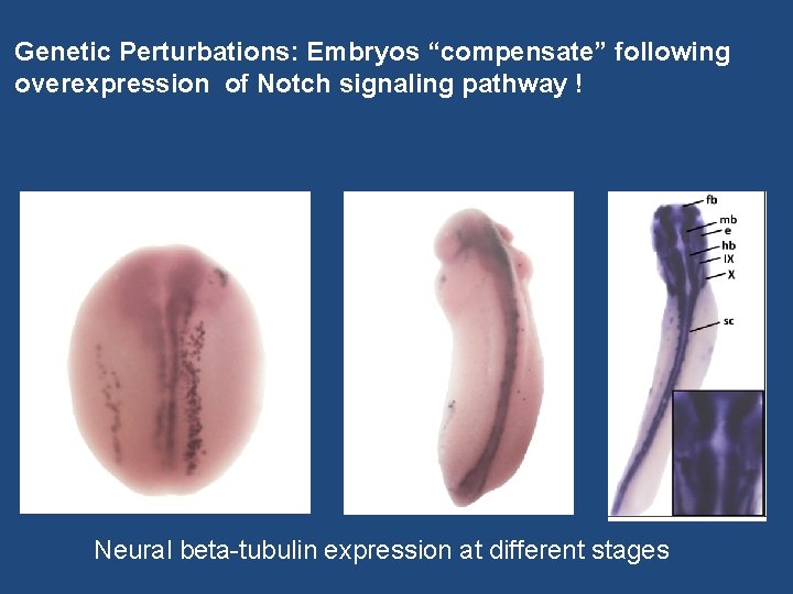 Genetic Perturbations: Embryos “compensate” following overexpression of Notch signaling pathway ! Neural beta-tubulin expression