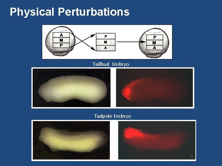 Physical Perturbations Tailbud Embryo Tadpole Embryo 