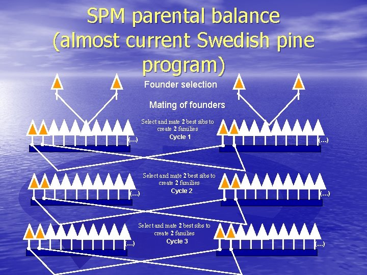 SPM parental balance (almost current Swedish pine program) Founder selection Mating of founders Select