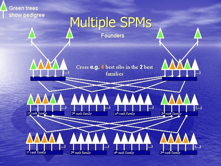 Green trees show pedigree Multiple SPMs Founders (…) Cross e. g. 4 best sibs