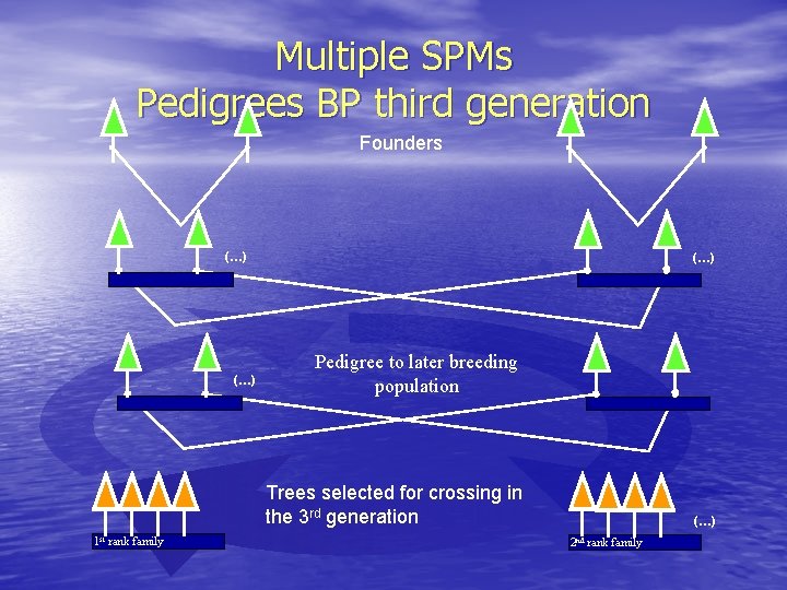 Multiple SPMs Pedigrees BP third generation Founders (…) (…) Pedigree to later breeding population