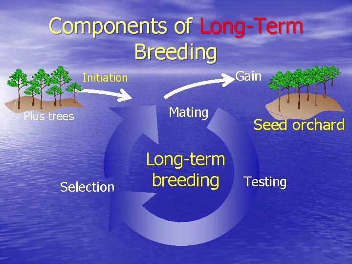 Components of Long-Term Breeding Gain Initiation Plus trees Selection Mating Long-term breeding Seed orchard