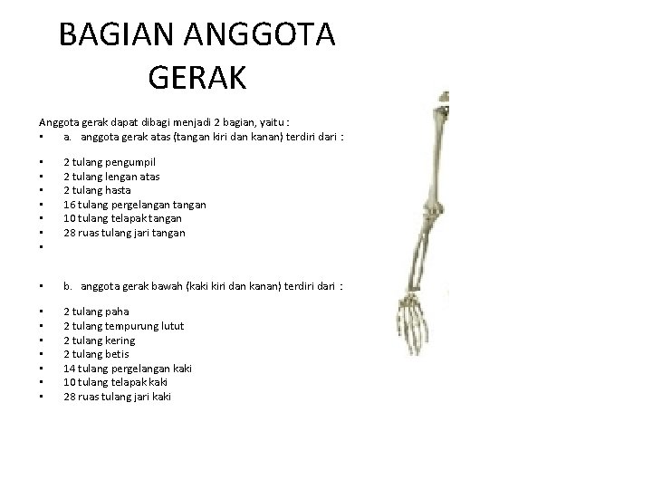 BAGIAN ANGGOTA GERAK Anggota gerak dapat dibagi menjadi 2 bagian, yaitu : • a.