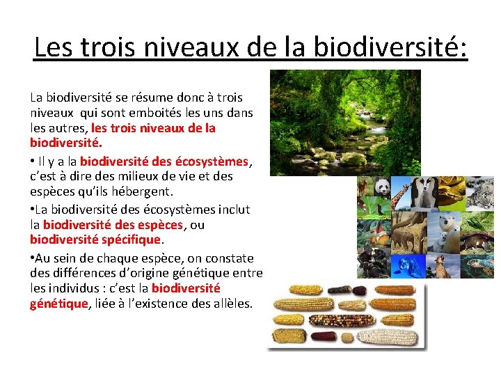 Les trois niveaux de la biodiversité: La biodiversité se résume donc à trois niveaux