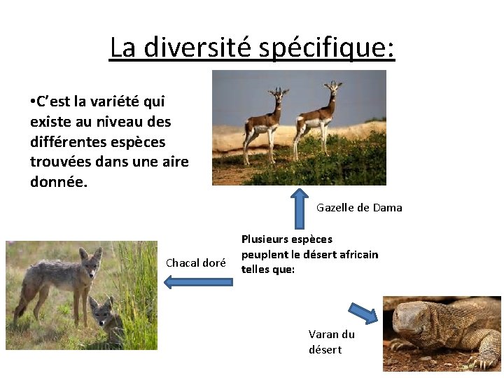 La diversité spécifique: • C’est la variété qui existe au niveau des différentes espèces