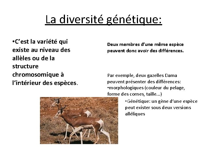 La diversité génétique: • C’est la variété qui existe au niveau des allèles ou