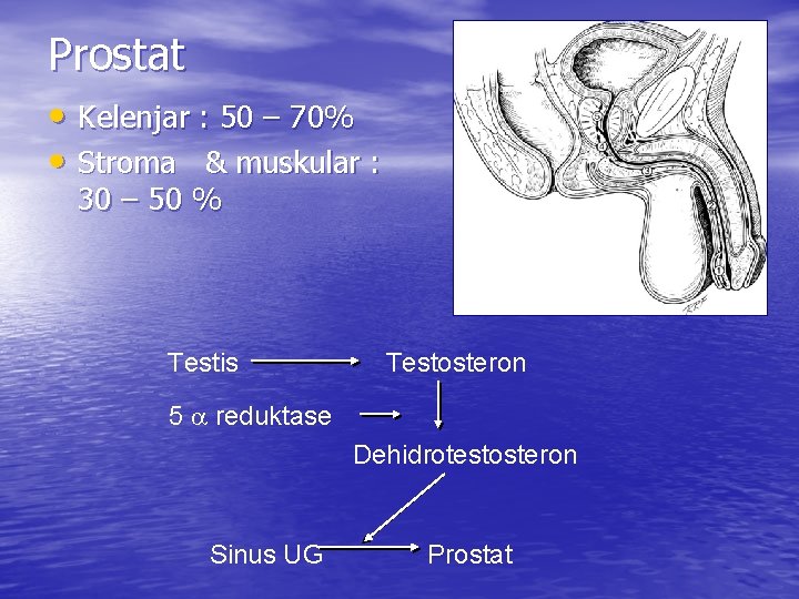 Prostat • Kelenjar : 50 – 70% • Stroma & muskular : 30 –