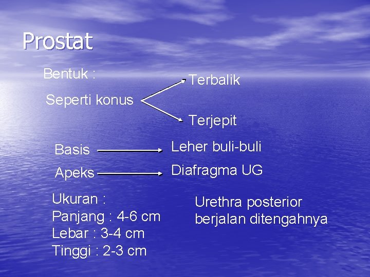 Prostat Bentuk : Terbalik Seperti konus Terjepit Basis Leher buli-buli Apeks Diafragma UG Ukuran