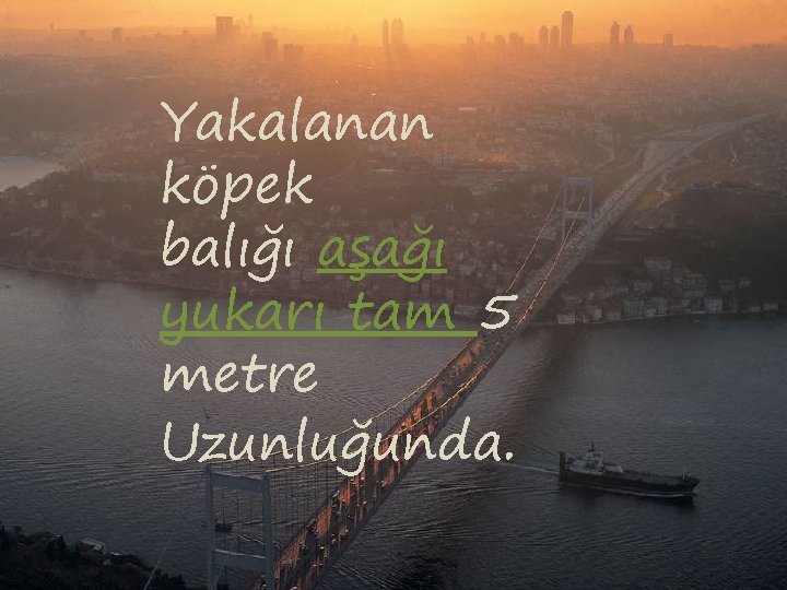 Yakalanan köpek balığı aşağı yukarı tam 5 metre Uzunluğunda. 