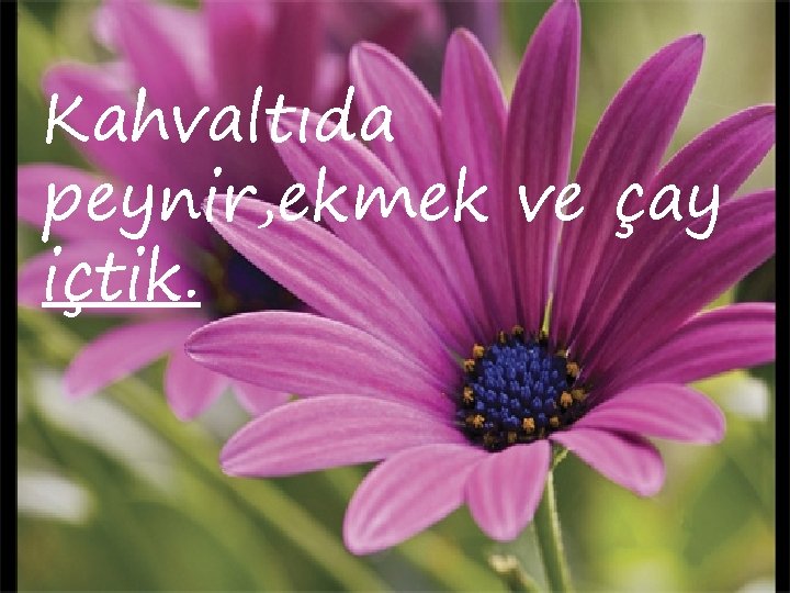 Kahvaltıda peynir, ekmek ve çay içtik. 