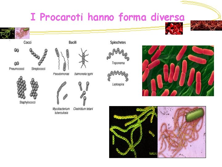 I Procaroti hanno forma diversa 