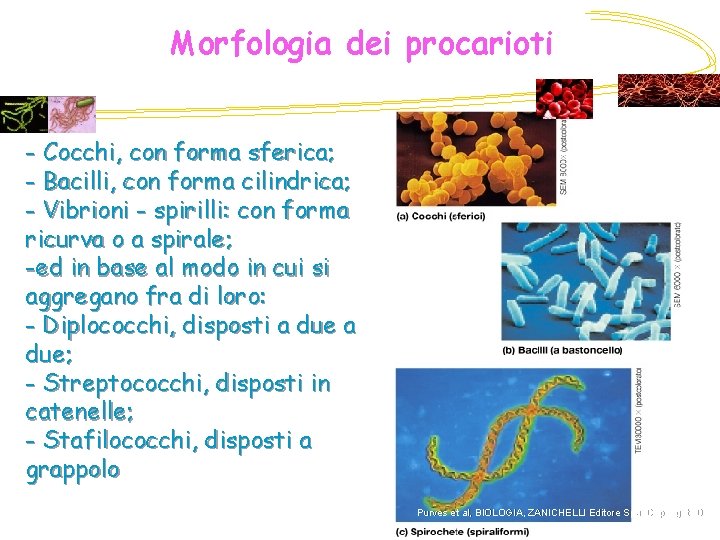 Morfologia dei procarioti - Cocchi, con forma sferica; - Bacilli, con forma cilindrica; -