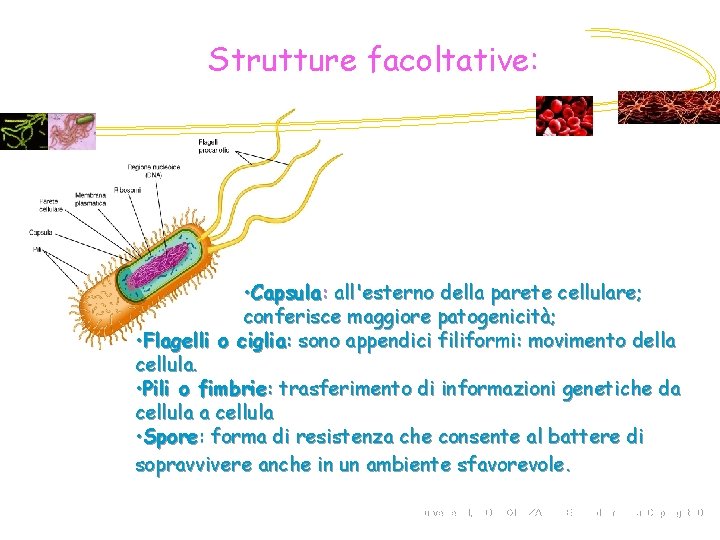 Strutture facoltative: • Capsula: all'esterno della parete cellulare; conferisce maggiore patogenicità; • Flagelli o
