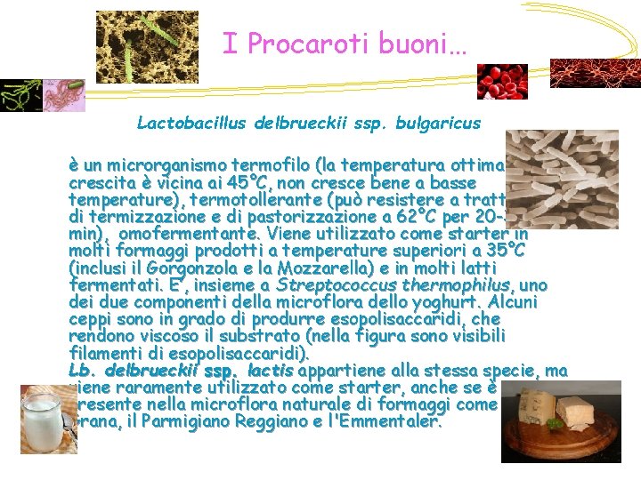 I Procaroti buoni… Lactobacillus delbrueckii ssp. bulgaricus è un microrganismo termofilo (la temperatura ottimale