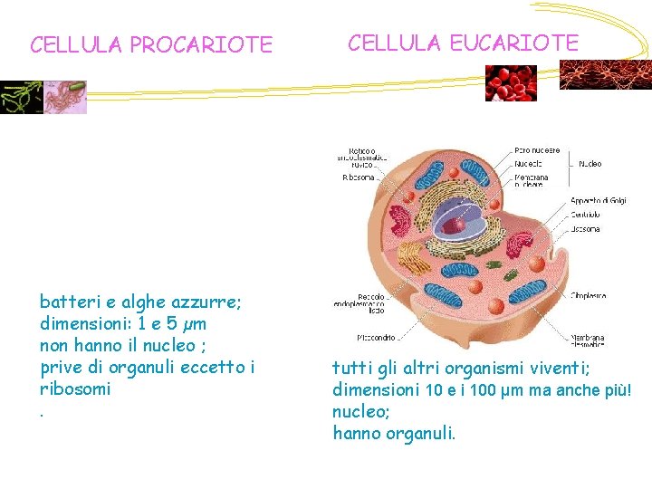 CELLULA PROCARIOTE batteri e alghe azzurre; dimensioni: 1 e 5 µm non hanno il